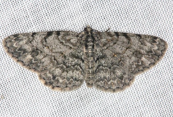 6594 Double-lined Gray Moth Battelle Darby Pk Ancient Traila 7-25-13 (56)