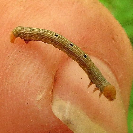 6594 Double-lined Gray Moth Caterpillar Upper Thunder Lake areaMich UP 6-25-13