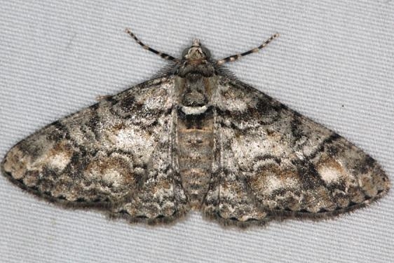6594 Double-lined Gray Moth River Junction Withlacoothee St Forest Fl 2-22-17_opt
