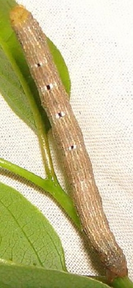 6595 Projected Gray caterpillar Paynes Prairie Fl 3-29-11