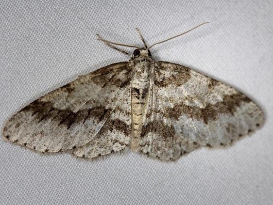 6597 Small Engrailed Moth Thunder Lake UP Mich 6-21-14_opt