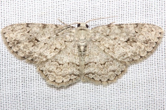 6597 Small Engrailed Moth yard 6-15-12 (30a)