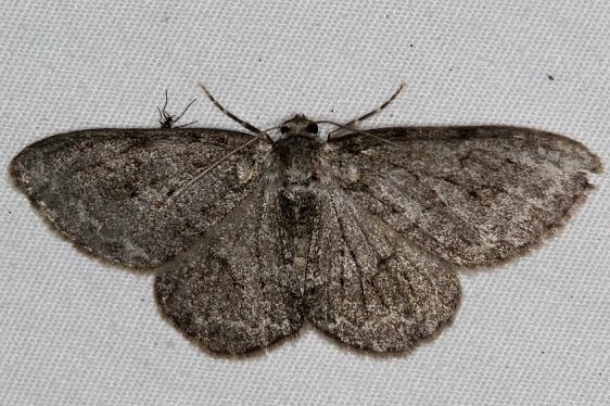 6597 Small Engrailed Moth yard 6-4-15