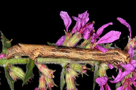 6597 The Small Engrailed caterpillar on Purple Loosestrife yard 7-23-19