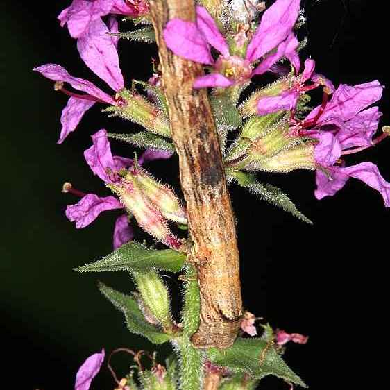 6597-The-Small-Engrailed-caterpillar-on-Purple-Loosestrife-yard-7-23-19-2_opt