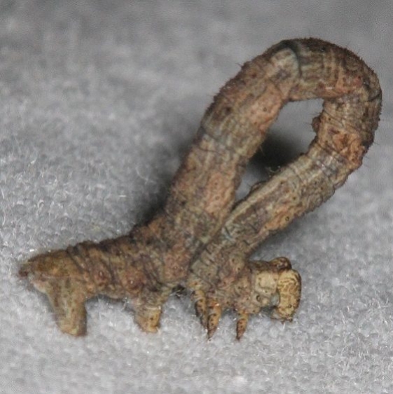 6598 Dash-lined Looper Porcelain Gray tentative yard 10-21-15