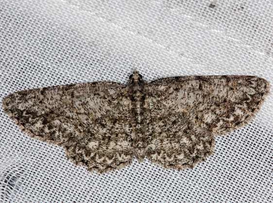 6598 Porcelian Gray Moth Protoboarmia porcelaria Rodman Campground Fl 3-20-14