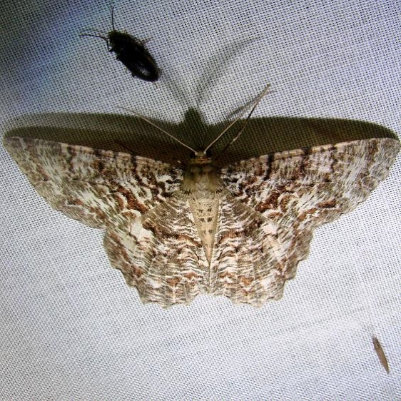 6599 Tulip Tree Beauty Moth Grasshopper Lake Ocala Natl 3-15-12