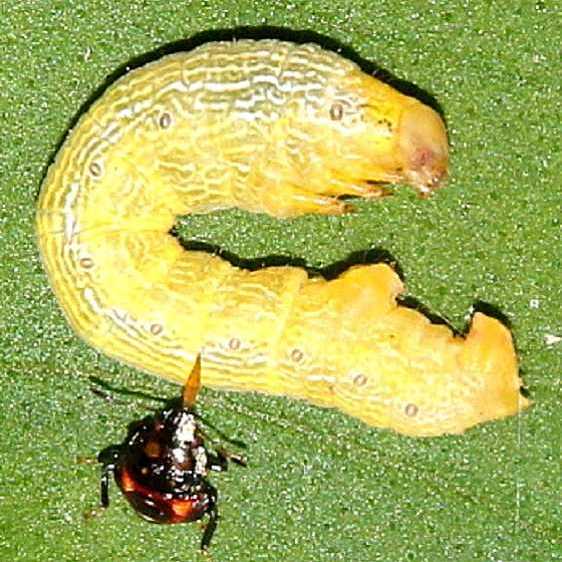 6599 Tulip Tree Beauty being parasitized  by a Stinkbug Larva Shawnee St Forest Oh 7-13-19