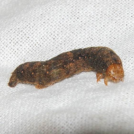 6599 Tulip-tree Beauty Caterpillar Mothapalooza Shawnee St Forest Ohio 7-10-17 (6)_opt