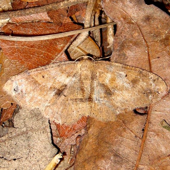 6620 Canadian Melanolophia Moth Gold Head Branch St Pk 2-15-12