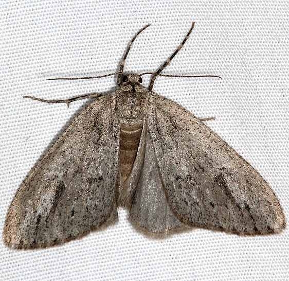 6624 Carphoides incopriarius Fool Hollow St Pk Ariz 5-24-17 (16)_opt