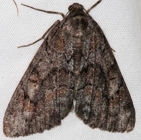 6630 Galenara lixara female BG Fool Hollow Lake St Pk Ariiz 5-23-17 (79)