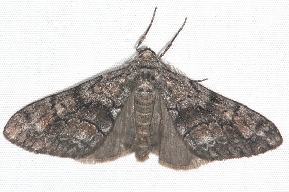 6630 Galenara lixaria Fool Hollow Lake St Pk Ariiz 5-23-17 (131)_opt
