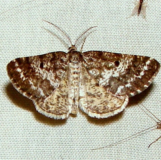 6637-Eufidonia-convergaria-Thunder-Lake-UP-Mich-6-18-11