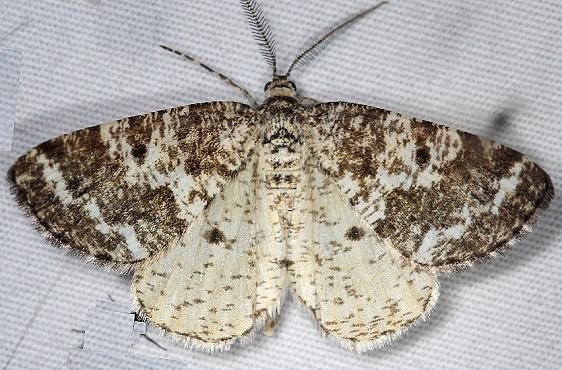 6638 Powder Moth Thunder Lake UP Mich 6-21-14