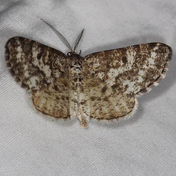 6639 Sharp-lined Powder Moth Thunder Lake UP Mich 6-21-14