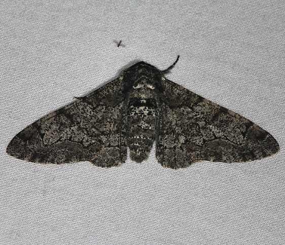 6640 Pepper-and -Salt Geometer Moth Thunder Lake UP Mich 6-20-14
