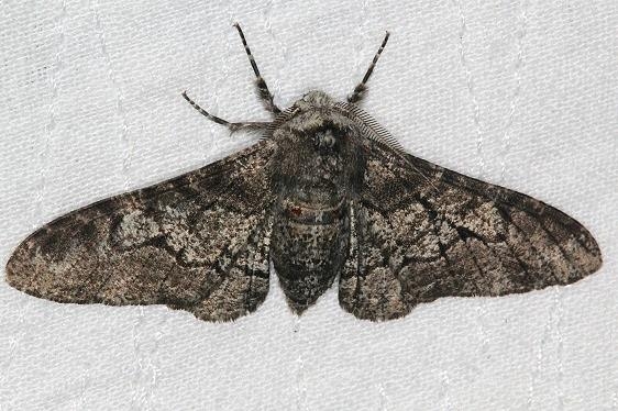 6640 Pepper and Salt Moth yard 8-4-16 (8)_opt