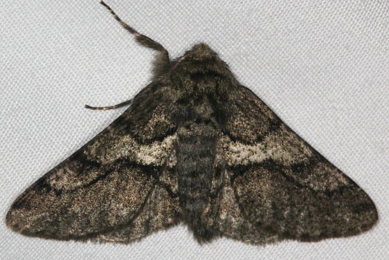6652 Wooly Gray Moth yard 4-17-15 (11)_opt
