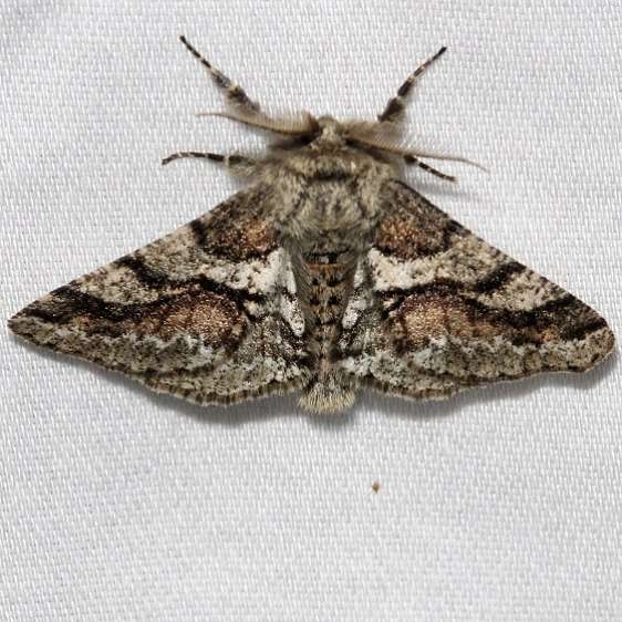6652 Wooly Gray MothGrasshopper Lake Ocala Natl Forest 3-21-13