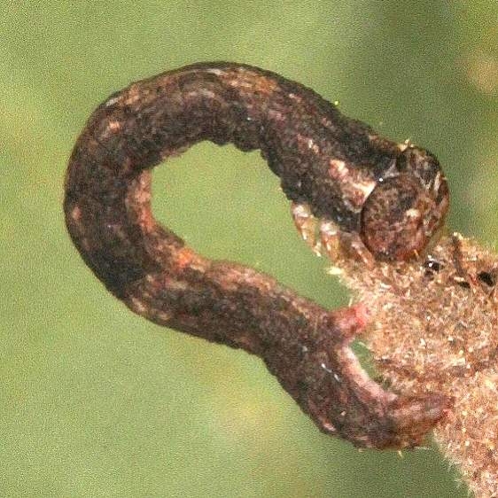 6654 One-spotted Variant Caterpillar on Shellbark Hickory yard 8-14-18 (17)_opt