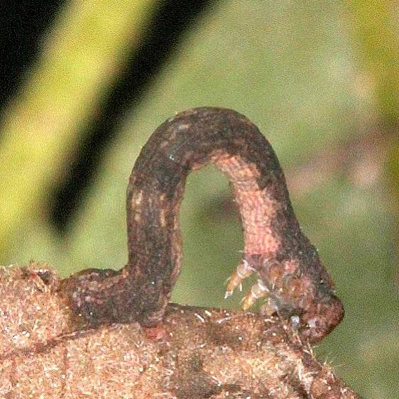 6654 One-spotted Variant Caterpillar on Shellbark Hickory yard 8-14-18 (18)_opt