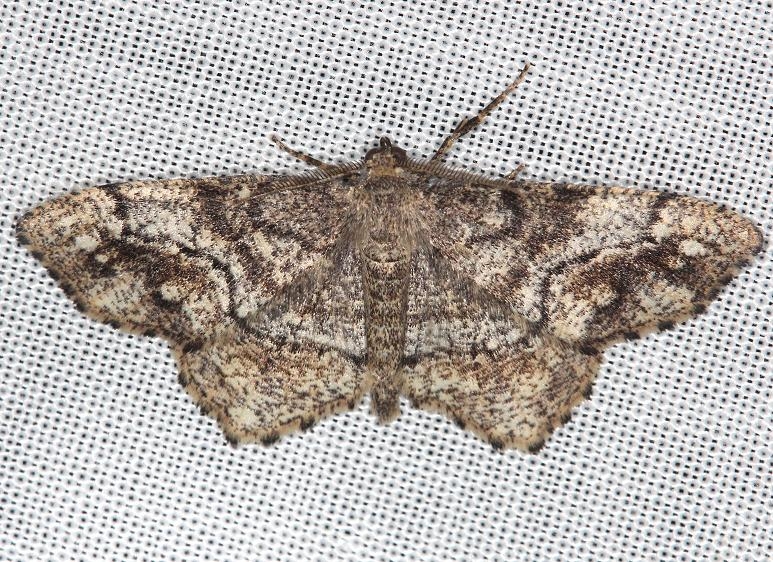 6654 One-spotted Variant Moth yard 5-19-13