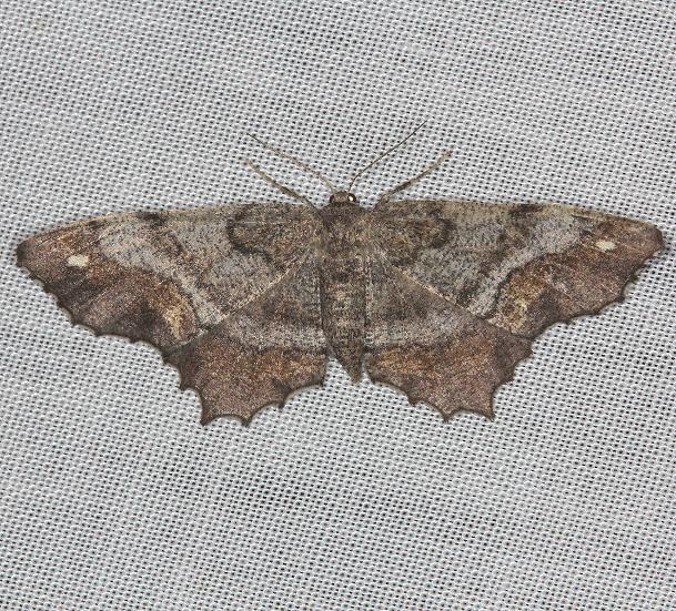 6654 One-spotted Variant Moth yard 6-2-13