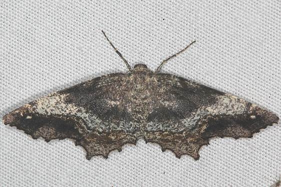 6654 One-spotted Variant Moth yard 9-16-17 (1)_opt