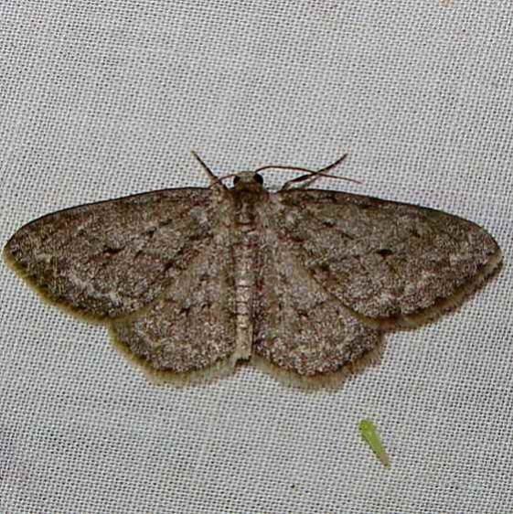 6656 Pine Measuringworm Moth yard 6-7-11_opt