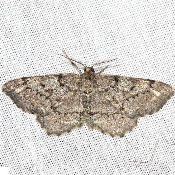 6656 Pine Measuringworm Moth Thunder Lake 6-23-12