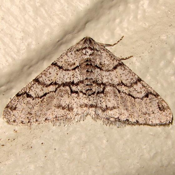 6658 Half-wing Moth Gold Head Branch St Pk FL 2-16-12