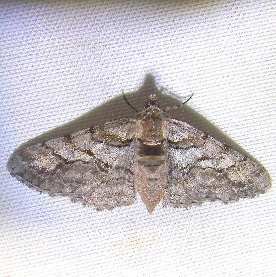 6658 Half-wing Moth Juniper Springs Ocala Natl 3-14-12