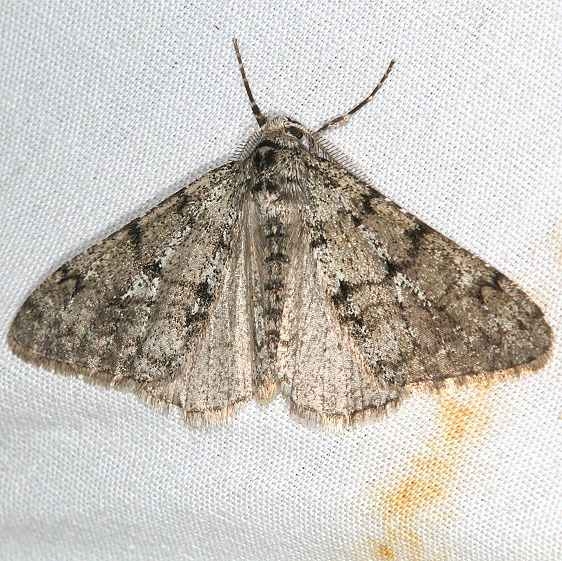 6659 Tooothed Phigalia Moth yard 4-5-19