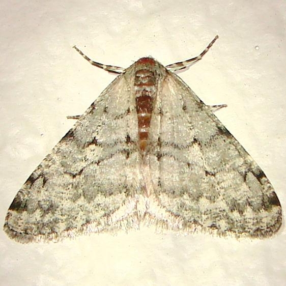 6659 Toothed Phigalia Moth Gold Head Branch St Pk Fl 2-15-12