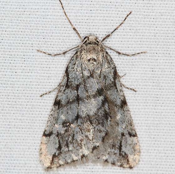 6662-Spring-Cankerworm-Moth-yard-4-5-19-2_opt