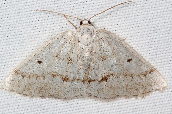 6668 Gray Spring Moth Carter Caves St Pk Ky 4-22-19-