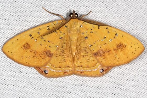 6670-Golden-winged-Palyas-Bear-Island-Big-Cypress-Preserve-Fl-3-17-23