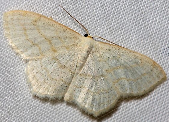 6677 Yellow-dusted Cream Moth Thunder Lake UP Mich 6-22-12