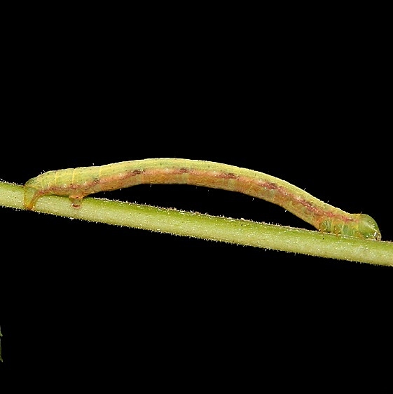 6678 The Vestal Moth caterpillar Caterpillar on Walnut Burr Oak Cove Wayne Natl Forest Oh 8-4-18 (3)_opt