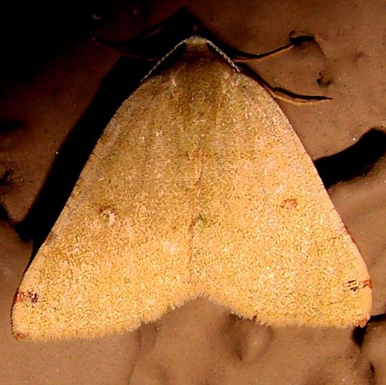 6700 Bicored Chloraspilates Moth Windemire Hotel Sierra Vista Az 9-8-12