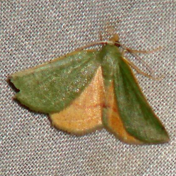 6700W Chloraspilates bicoloraria Benson State Park Texas 10-16-08