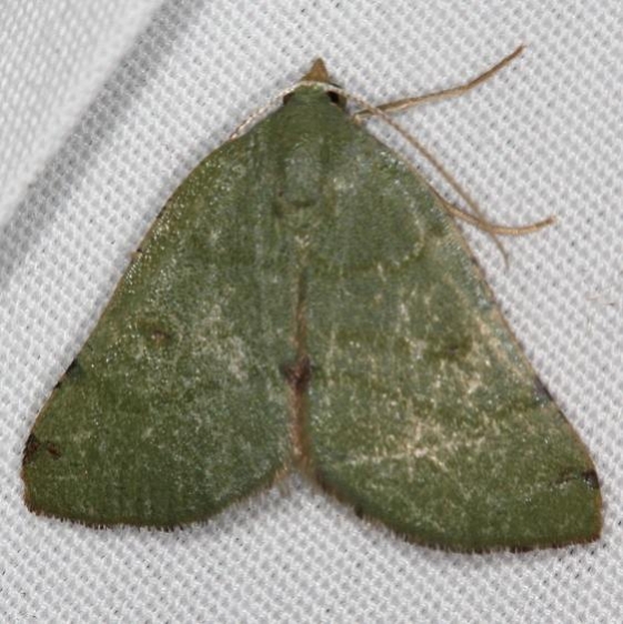 6701 Chloraspilates minima Campsite 119 Falcon St Pk Texas 10-26-16_opt