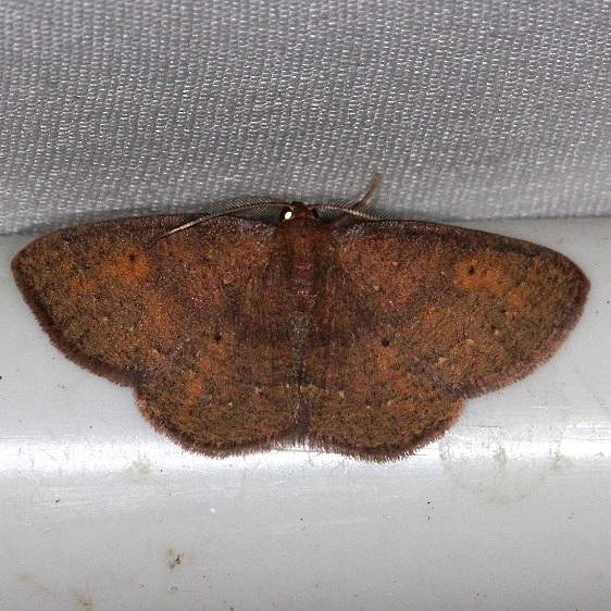 6711 Black-dotted Ruddy Moth Village Creek St Pk Texas 11-9-13