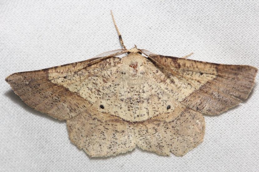 6732 Euchlaena deplanaria Little Talbot Island St Pk 2-21-13