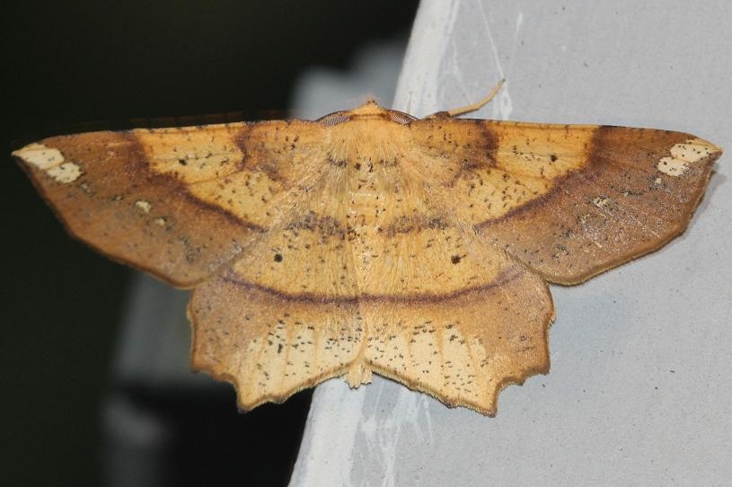 6733 Deep-yellow Euchlaena Obed River shed Tenn 8-26-12