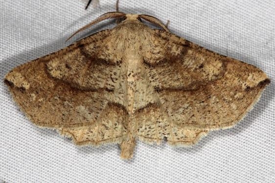 6734 Ochre Euchlaena Moth Thunder Lake UP Mich 6-23-14