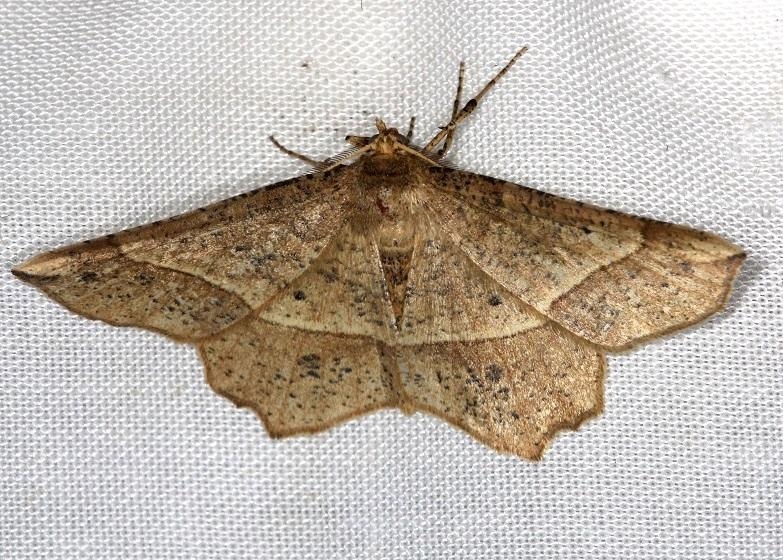 6737 Mottled Euchlaena Moth Euchlaena tigrinaria Thunder Lake Mich UP 6-24-13