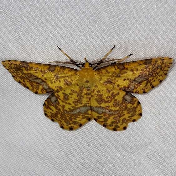 6740 False Crocus Geometer Huffman Prairie WPAFB Dayton Oh 7-27-14